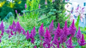 Pielęgnacja tawułki ogrodowej powinna też uwzględniać regularne cięcie rośliny.