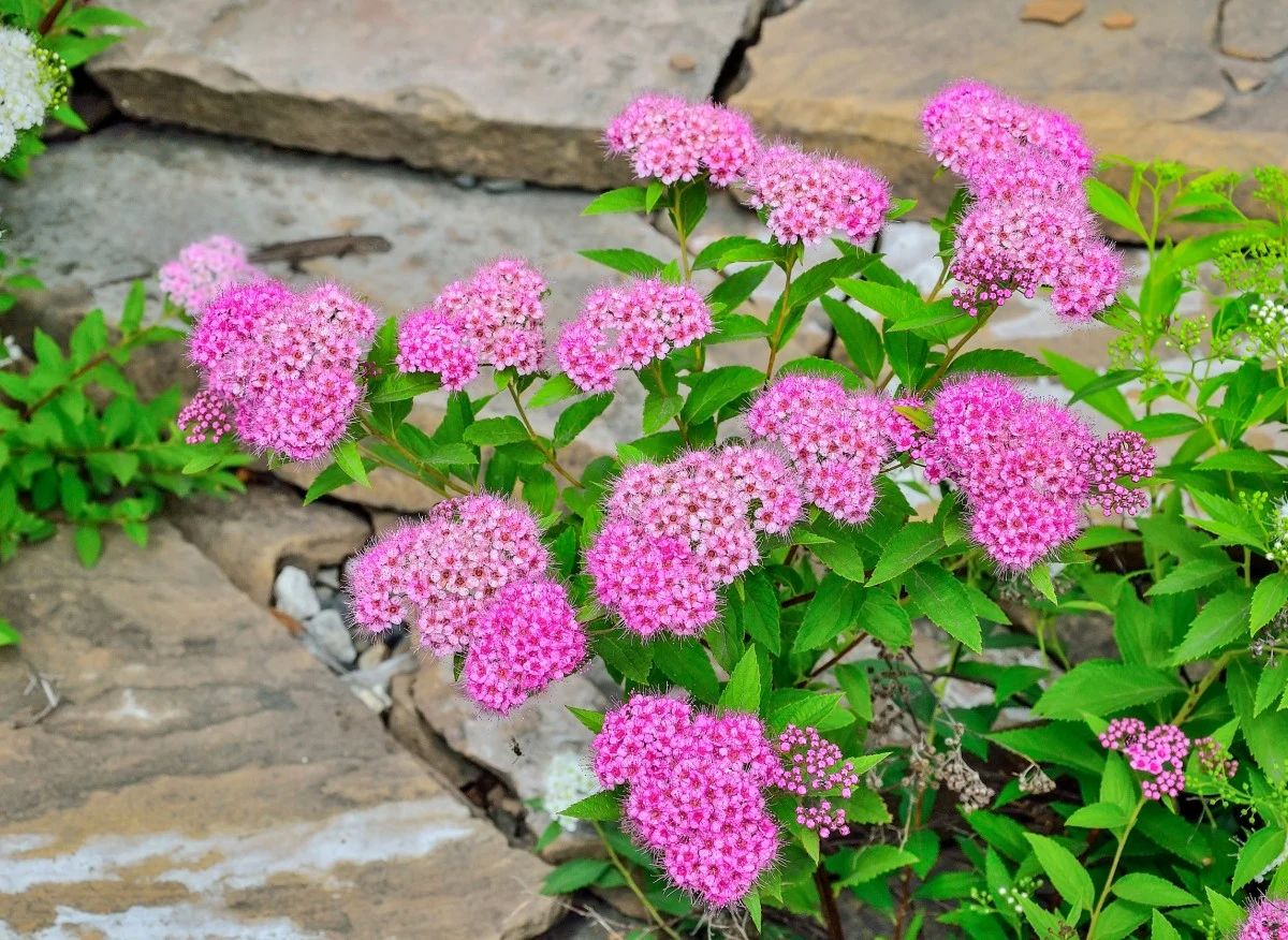 Tawuły zachwycają swoim wyglądem