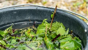 Liście, korzenie i sok z pokrzywy stanowią bogate źródło witamin.