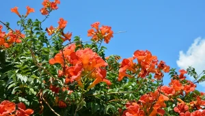 Milin amerykański wywodzi się z USA