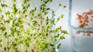 Niezwykłe właściwości odżywcze rzeżuchy znane są od bardzo dawna.