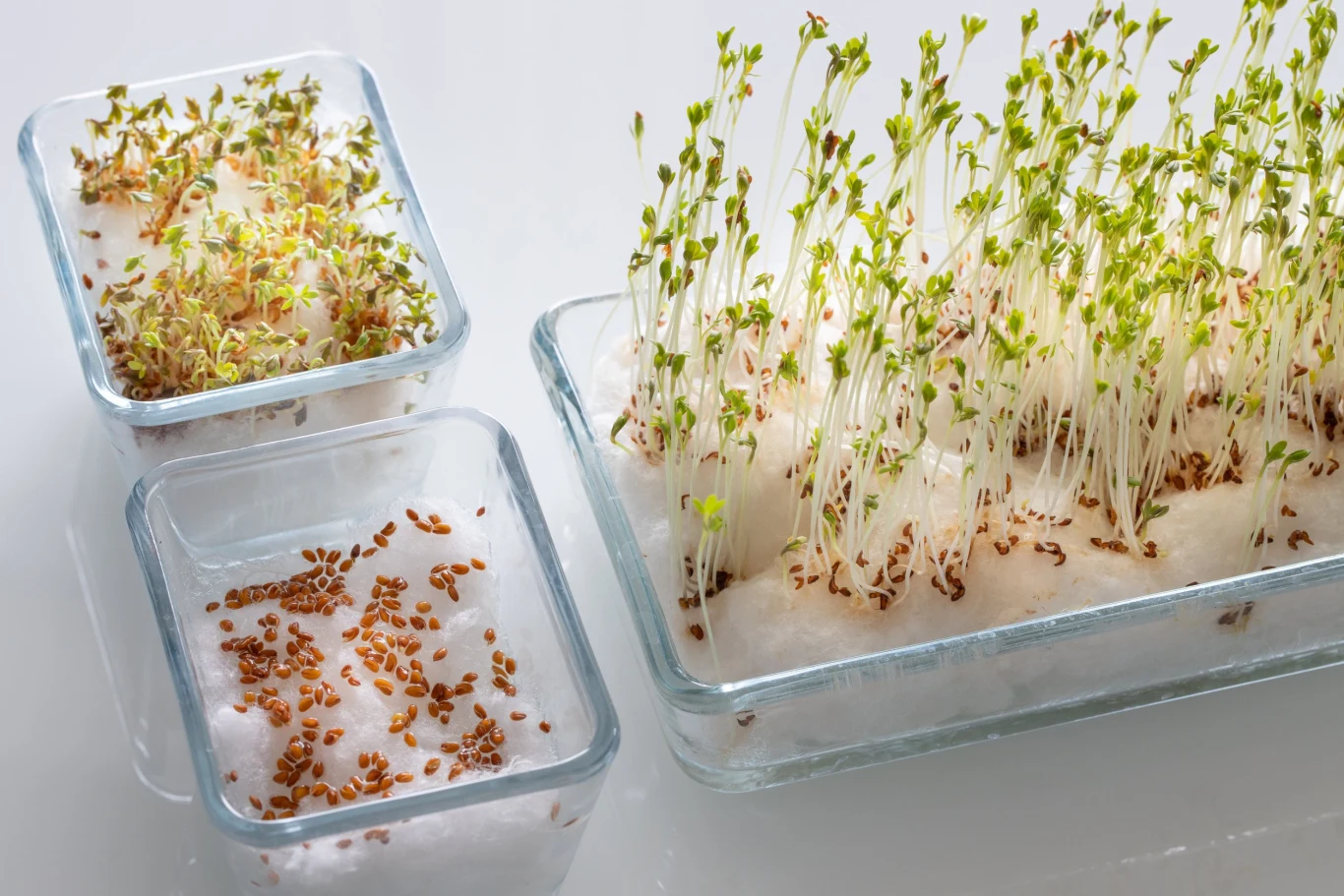 Nasiona rzeżuchy z łatwością wykiełkują na wacie, ligninie czy reczniku papierowym