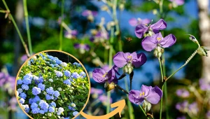 Trzykrotka wirginijska swoją nazwę zawdzięcza królewskiemu ogrodnikowi Johnowi Tradescantowi