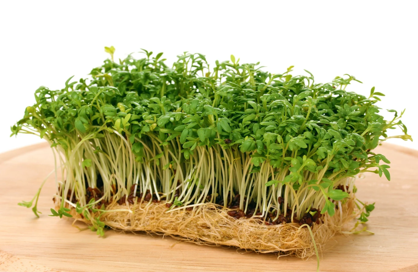 Ze względu na wysoką zawartość witaminy C, rzeżuchę zaleca się palaczom, którzy cierpią na niedobory tego przeciwutleniacza