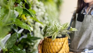 Trzykrotka to popularna i łatwa w uprawie roślina doniczkowa