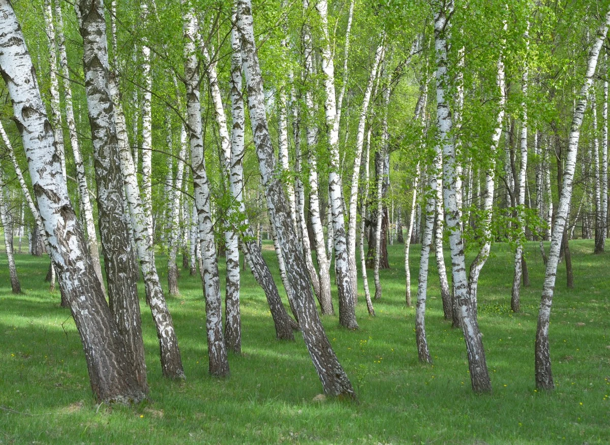 Betula pendula/ Brzoza brodawkowa
