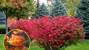 Trzmielina oskrzydlona ma niewielkie wymagania.