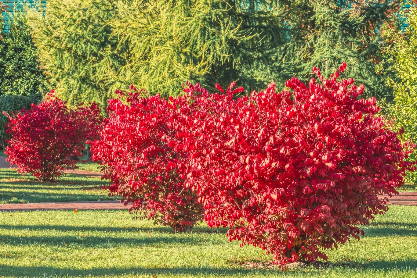 Trzmielina oskrzydlona (Euonymus alatus) jest dekoracyjną rośliną, znaną także pod nazwą „płonący krzew”
