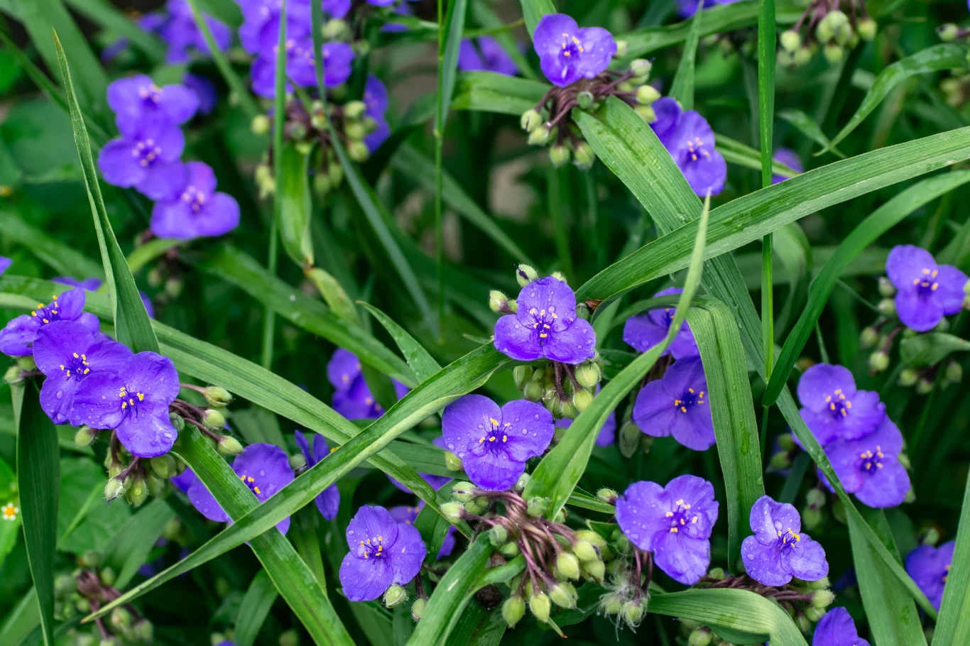 Tradescantia virginiana