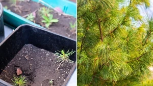 Pielęgnacja sadzonek cedru nie należy do skomplikowanych