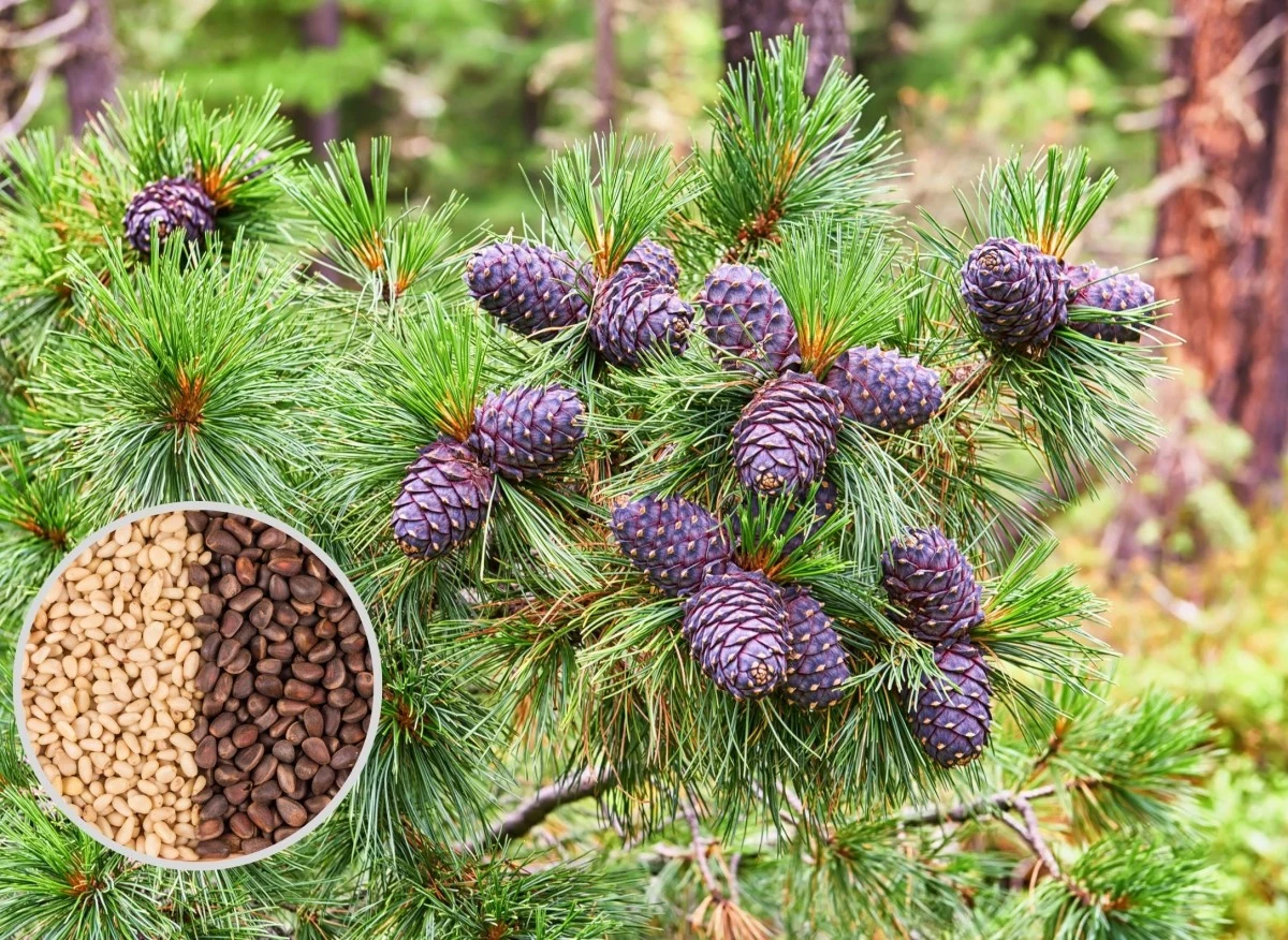 Nalewka cedrowa ma działanie lecznicze