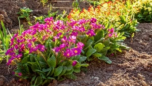 Wytrzymałe na mróz pierwiosnki występują w różnorodnych wielkościach i kształtach.