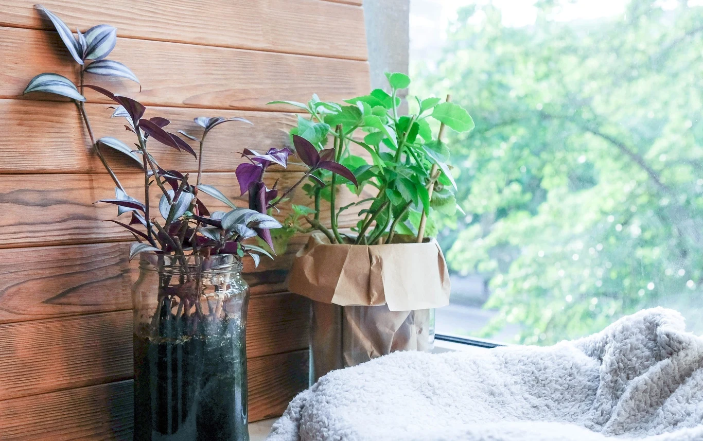 Trzykrotka jest bardzo łatwa w rozmnażaniu