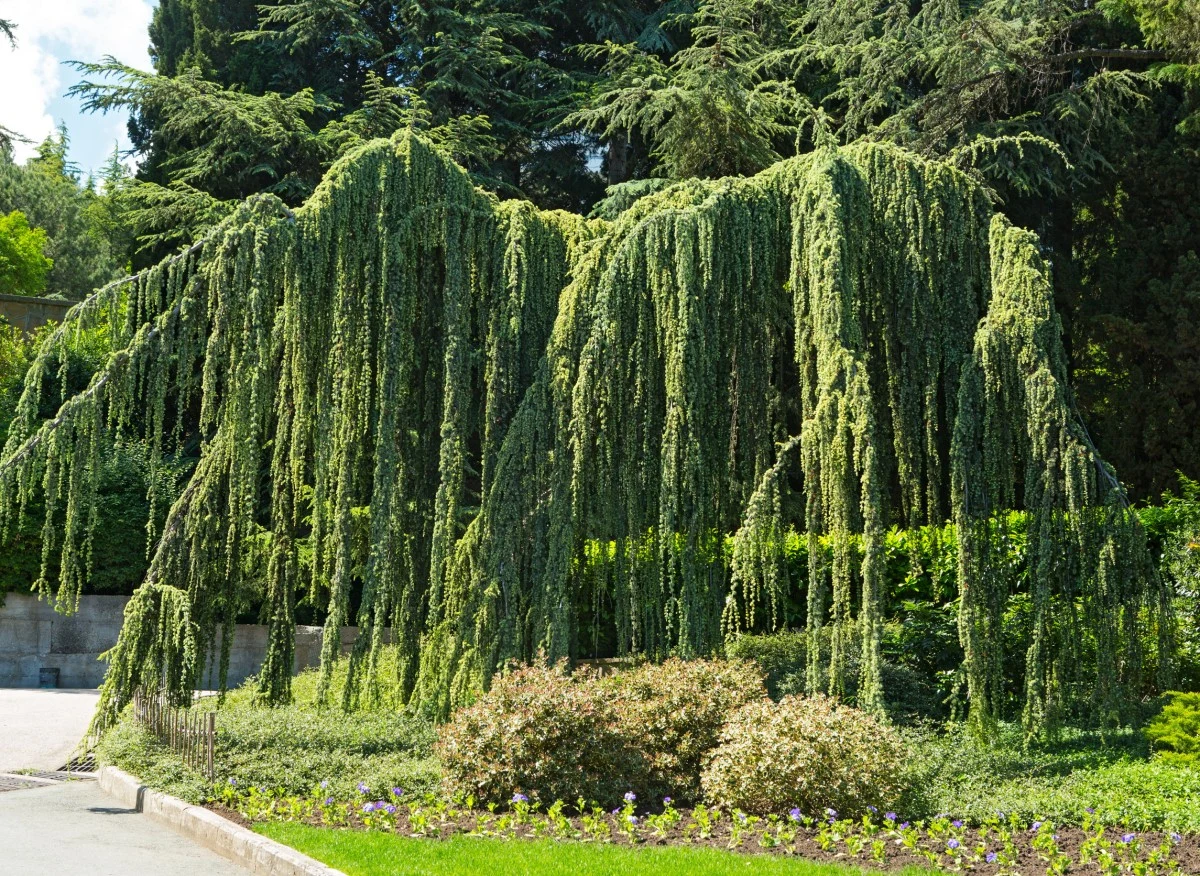 Cedr płaczący ma bardzo charakterystyczny wygląd