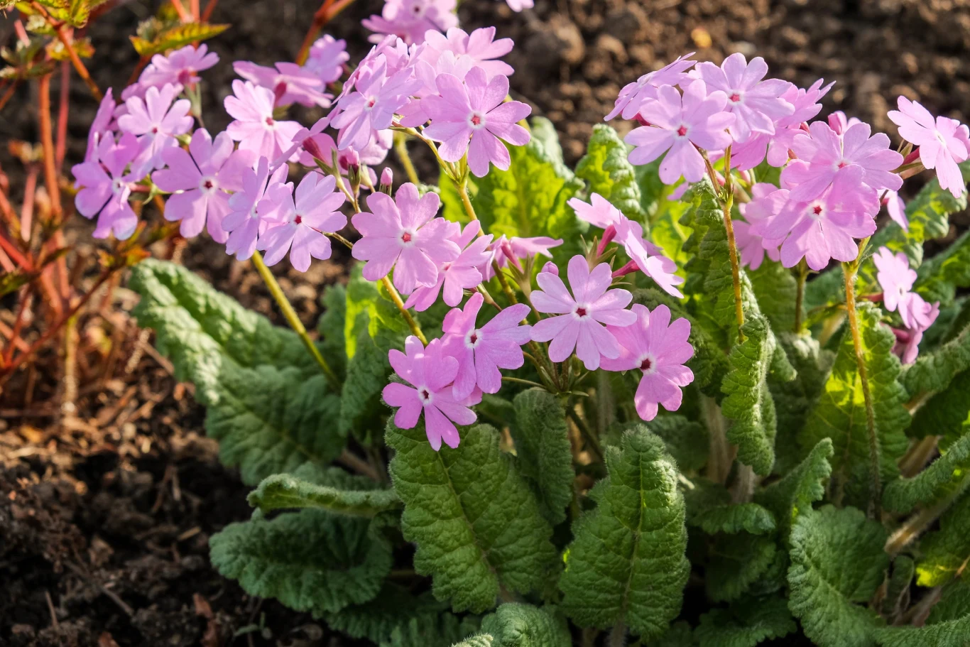 Pierwiosnek (Primula L) znany jest również jako prymulka