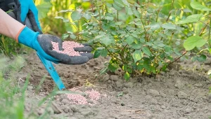 Mocznik dostępny jest w formie małych białych granulek.