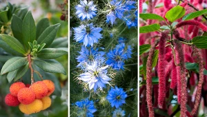 Dzięki tym niepowtarzalnym roślinom twój ogród będzie się wyróżniał. Fot. 123RF/PICSEL/Pexels