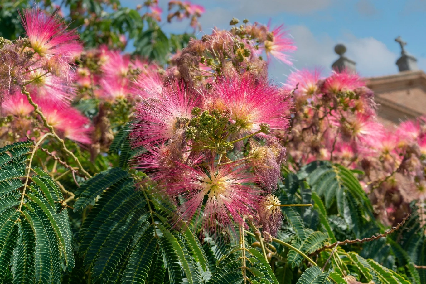 Kwiaty albicji świecą w ciemności