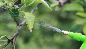 Oprysk olejem parafinowym umożliwia zwalczanie szkodników, które zimują na roślinach