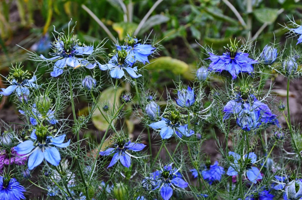Czarnuszka siewna ma przepiękne niebieskie kwiaty