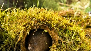 Karczowniki potrafi wyrządzić naprawdę duże szkody w ogrodzie.