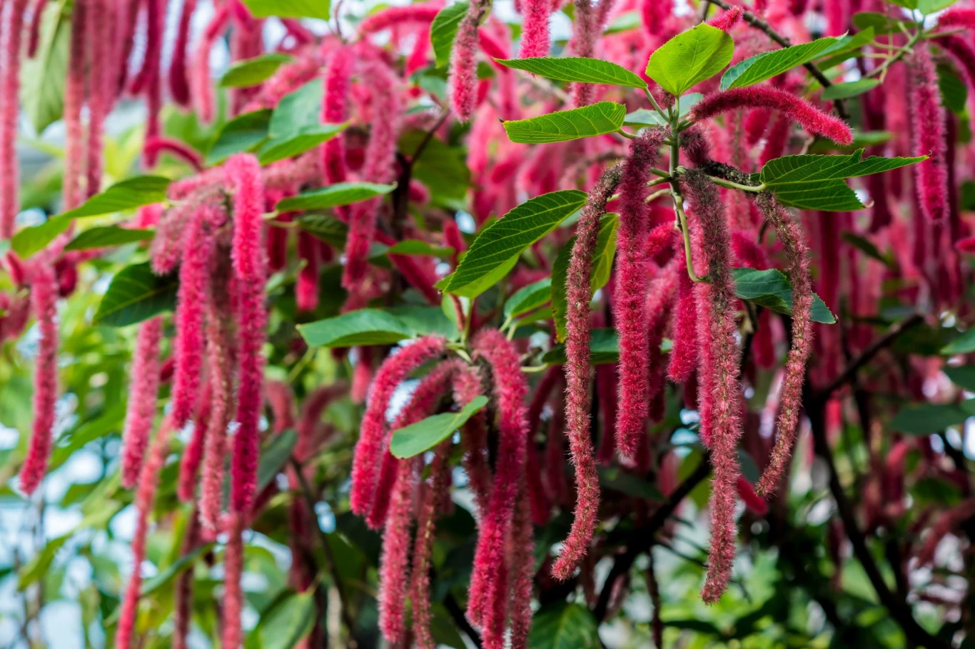 Pokrzywiec ma charakterystyczne bordowe "ogony"