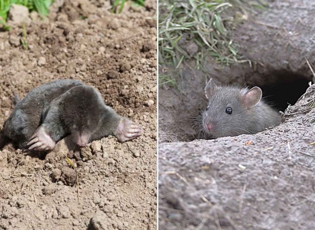 Tak wyrzucisz szkodnika z ogrodu