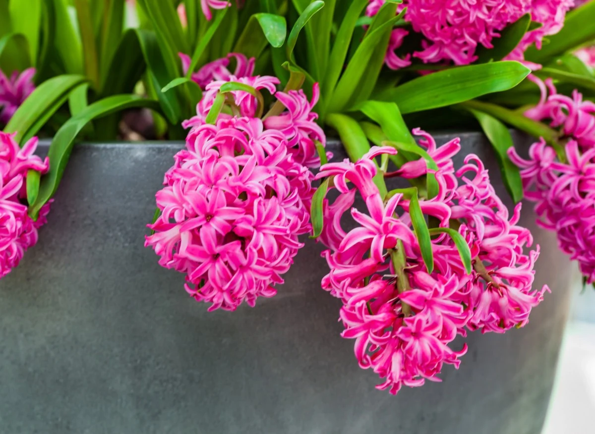 Hiacynty powinno sadzić się w słonecznym miejscu, w glebie przepuszczalnej i wzbogaconej kompostem