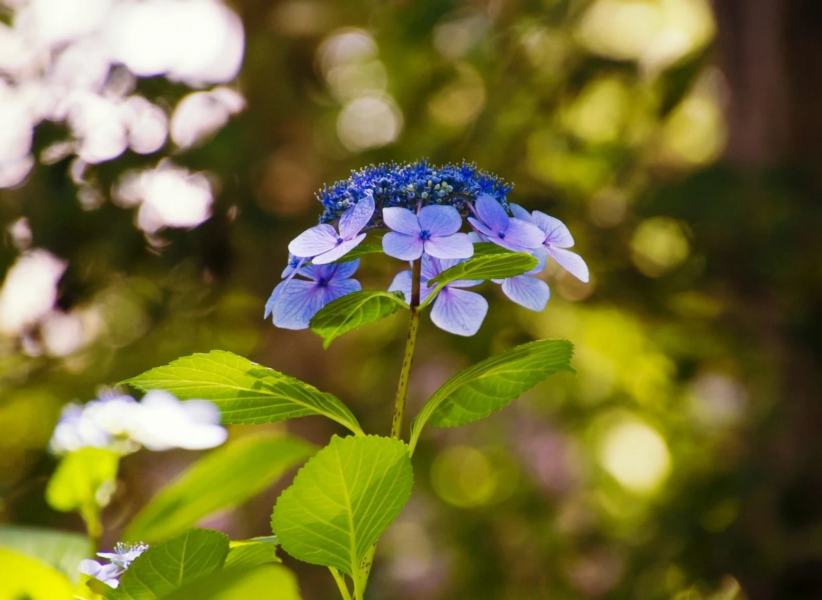 Hortensja piłkowana posiada piękne i duże kwiatostany