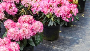 Różaneczniki to piękne rośliny, które odpowiednio pielęgnowane rozwijają niesamowite kwiaty.