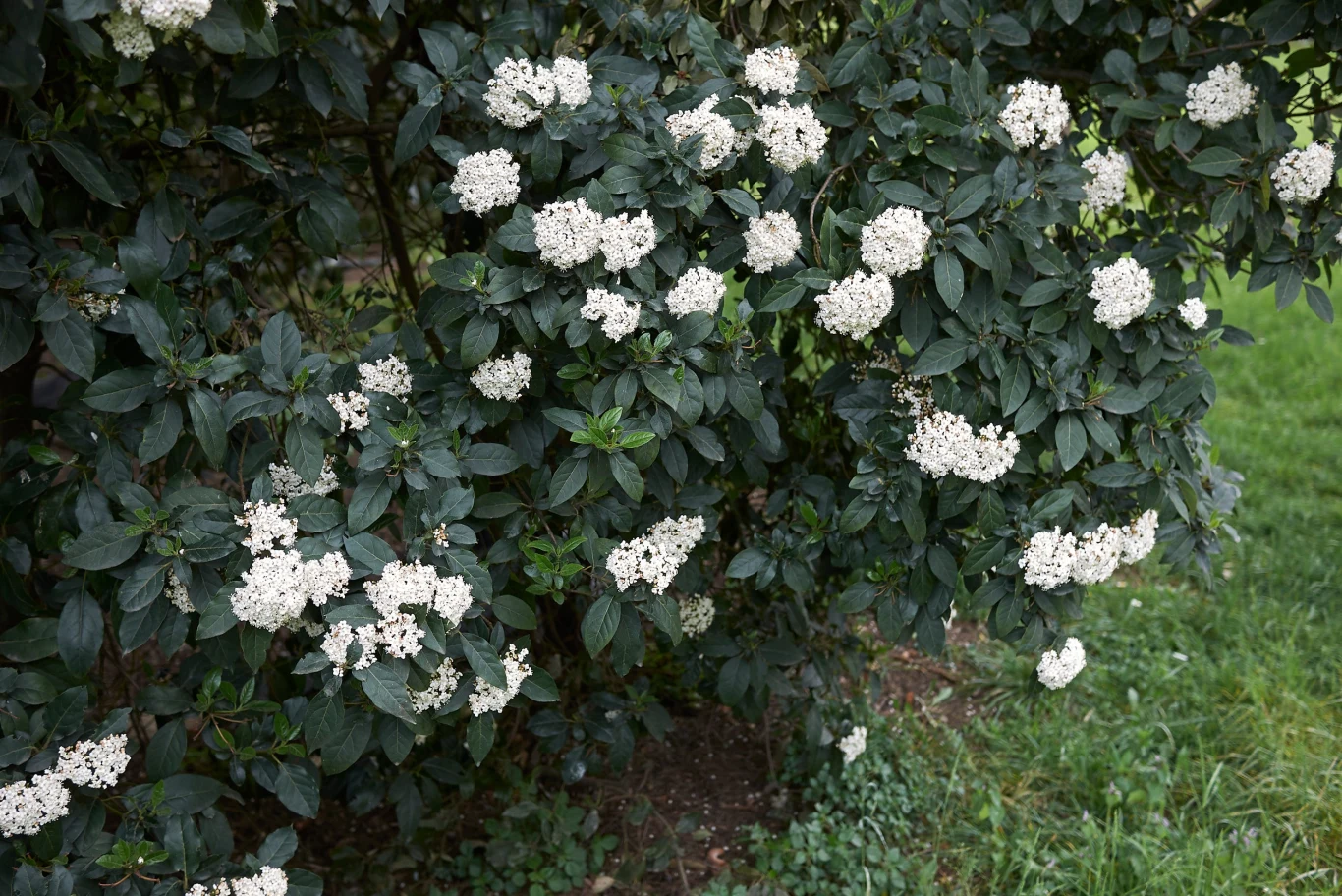 Kalina pięknie prezentuje się w ogrodzie