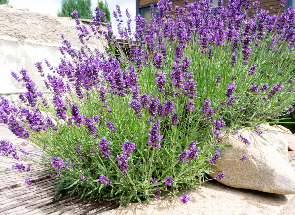Lawenda zaszczyca swoimi pięknymi kwiatami już w czerwcu i zdobi ogród aż do września