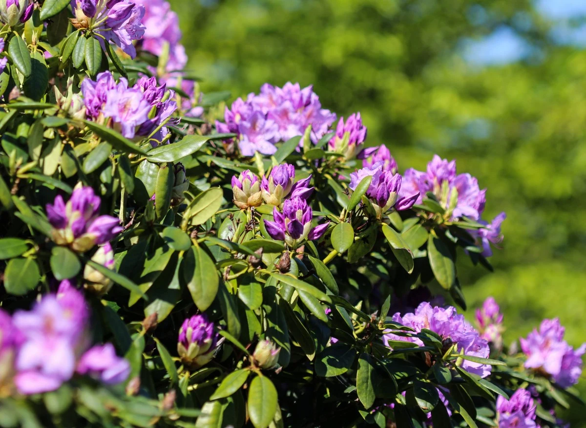 Do rodzaju rododendronów należy ponad 1000 różnych gatunków