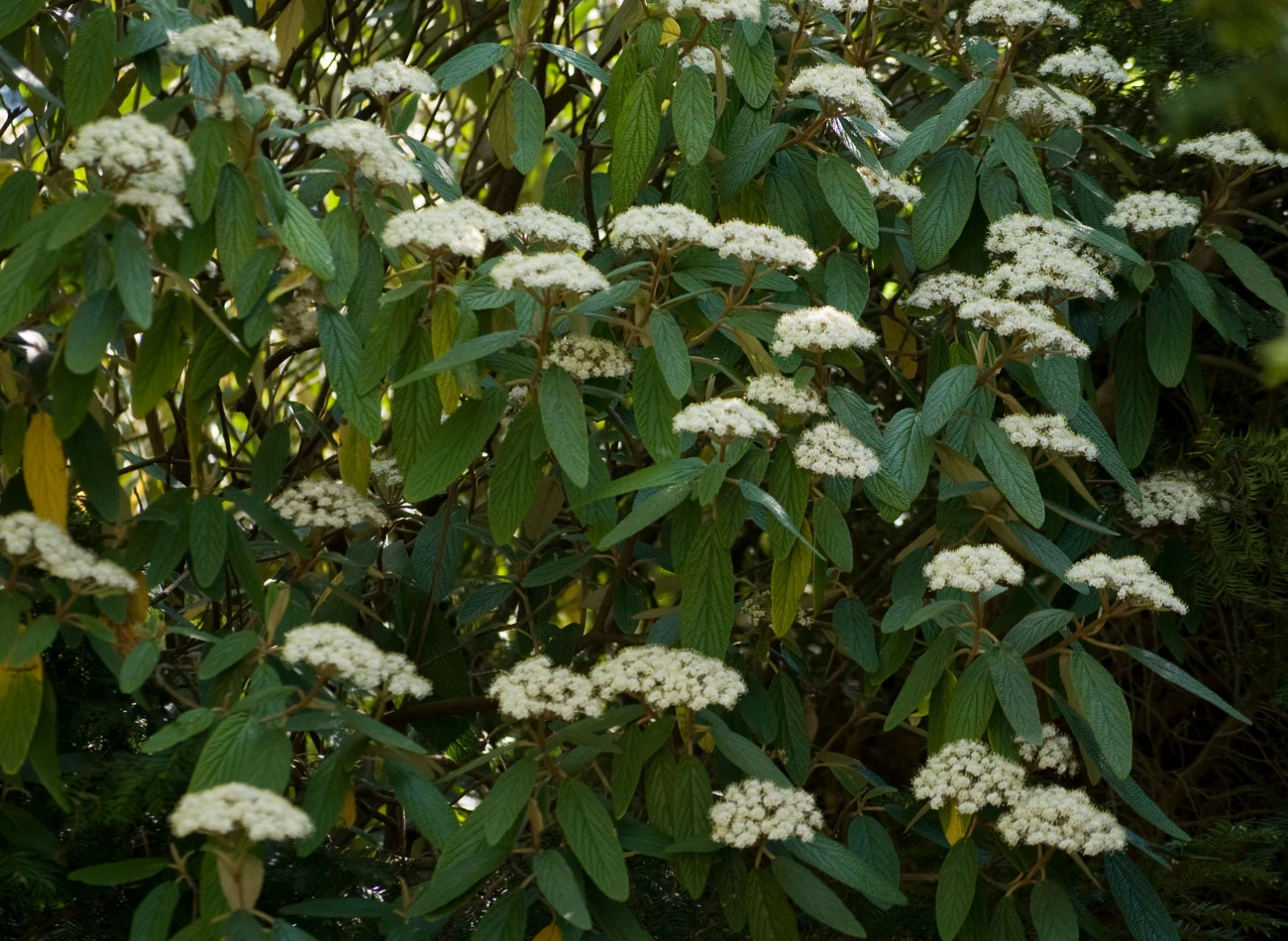 Kalina praska ma charakterystyczne jasne drobne kwiaty zebrane w baldachy