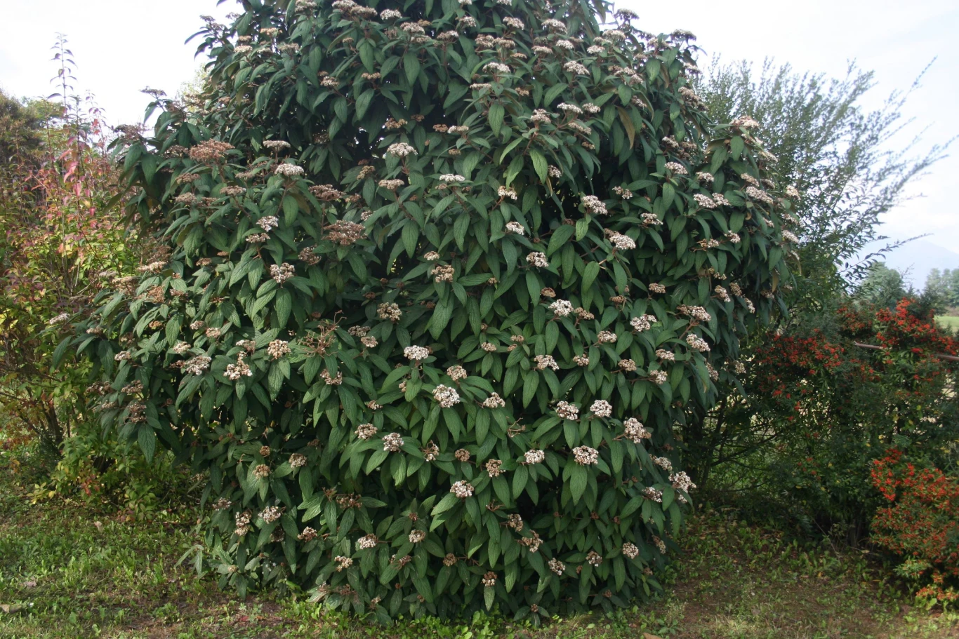 Kalina sztywnolistna to gatunek zimozielony