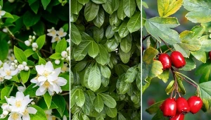 Idealne rośliny na żywopłot nieformowany. Piękne i niewymagające