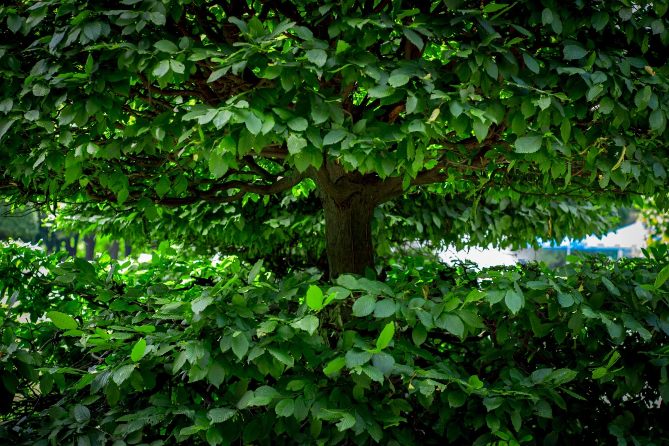 Żywopłot grabowy lubi próchniczy, żyzny grunt, ale bez problemu rozrośnie się w każdym ogrodzie