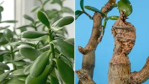 Trudno jest zaniedbać drzewko szczęścia, jest to jednak jak najbardziej możliwe.