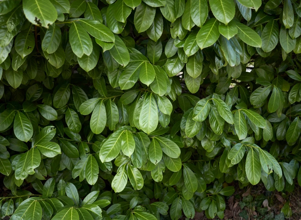 Laurowiśnia wschodnia to wieloletni krzew z rodziny różowatych