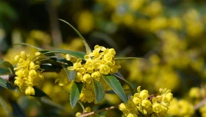 Berberys Julianny posiada charakterystyczne żółte kwiaty, z których później powstają niebieskie owoce.