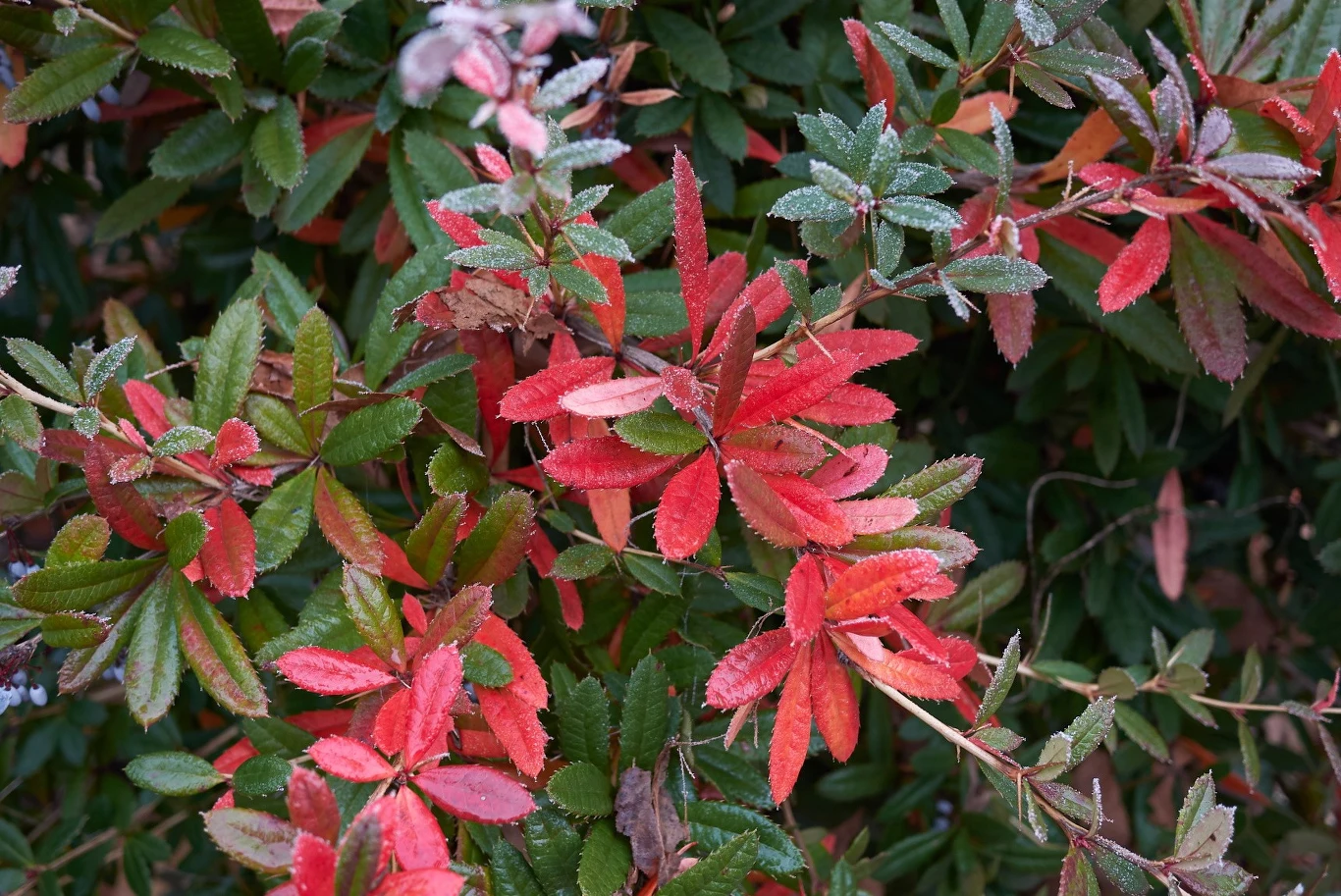 Jesienią berberys Julianny przebarwia się na czerwono