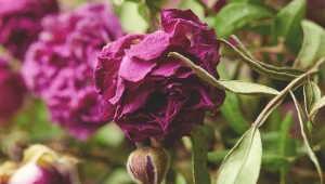 Często nieświadomie popełniamy błędy w uprawie róż.