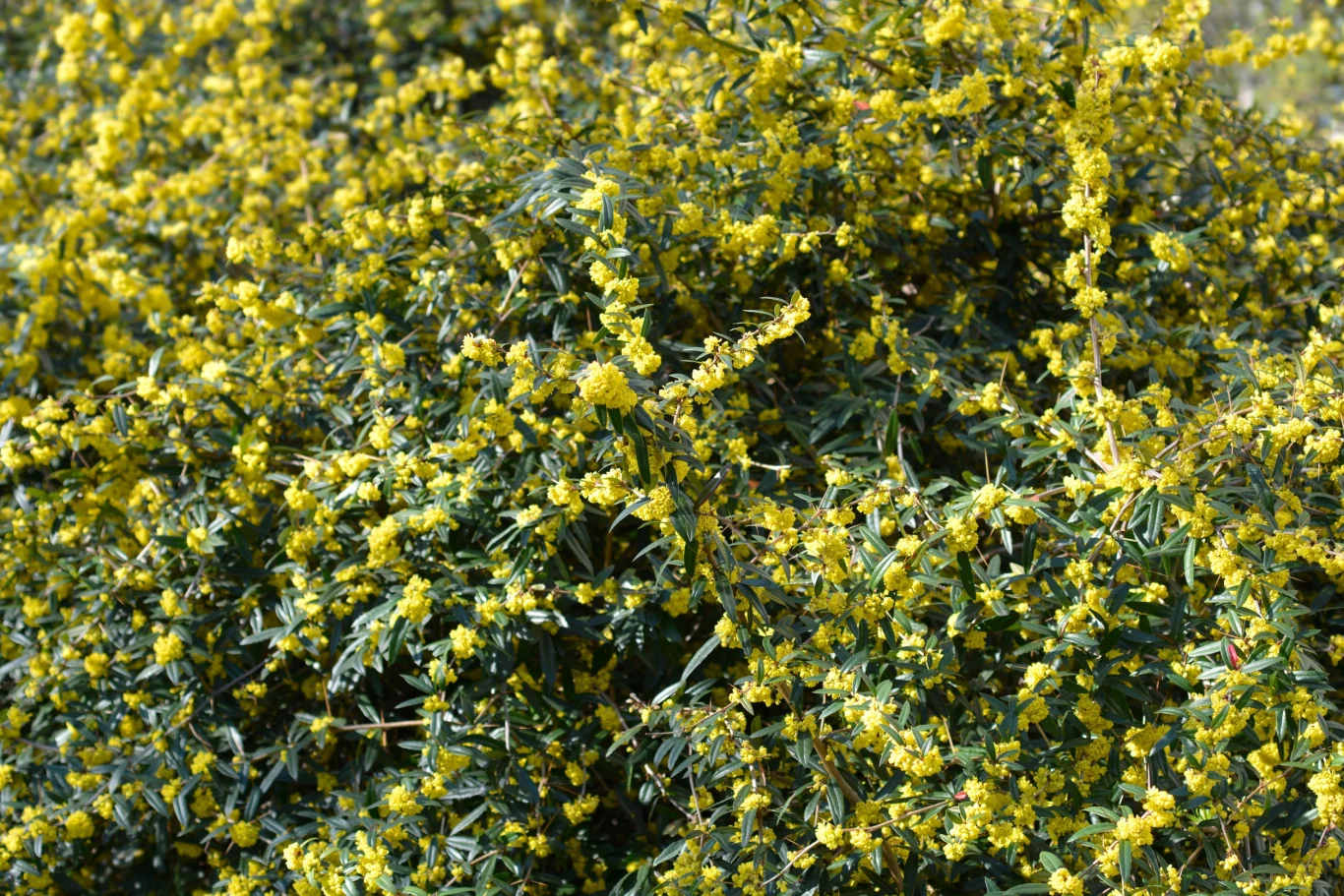 Berberys Julianny nadaje się na ozdobny żywopłot