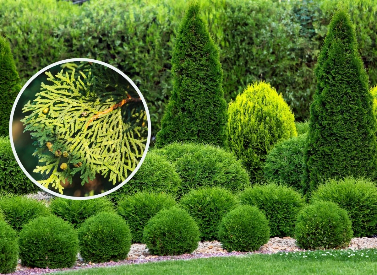 Tuje to popularne rośliny iglaste uprawiane nie tylko w ogrodach, ale też w pojemnikach, na balkonach i tarasach