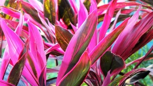 Kordylina piękna i niewymagająca roślina o ozdobnych pióropuszach.