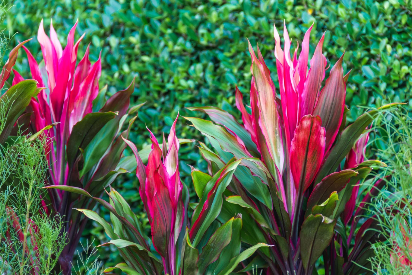 W naturalnym środowisku kordylina osiąga pokaźne rozmiary