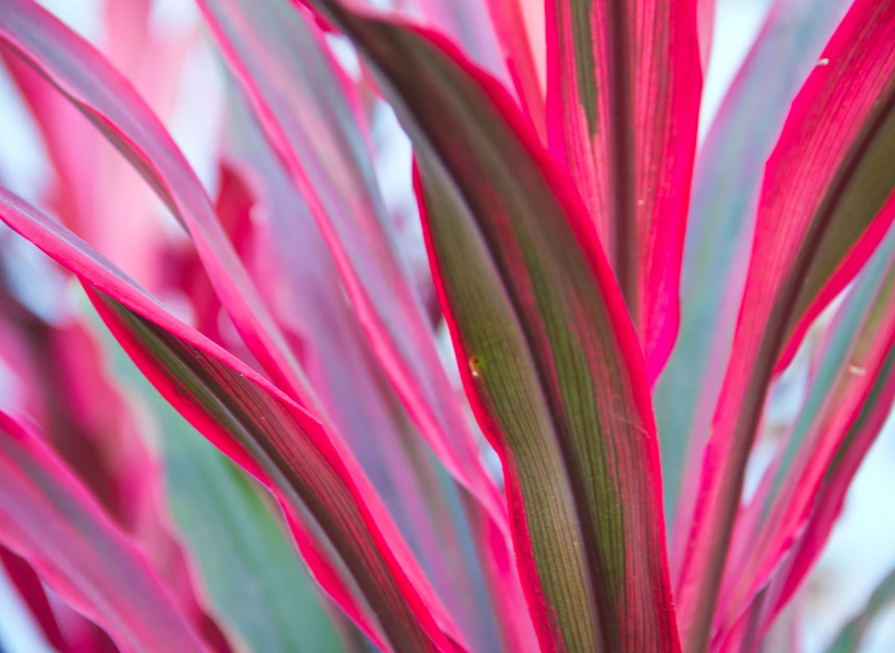 Cechą charakterystyczną kordyliny są wybarwione brzegi liści