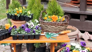 Bratki są odporne na niskie temperatury, więc można sadzić je już od marca