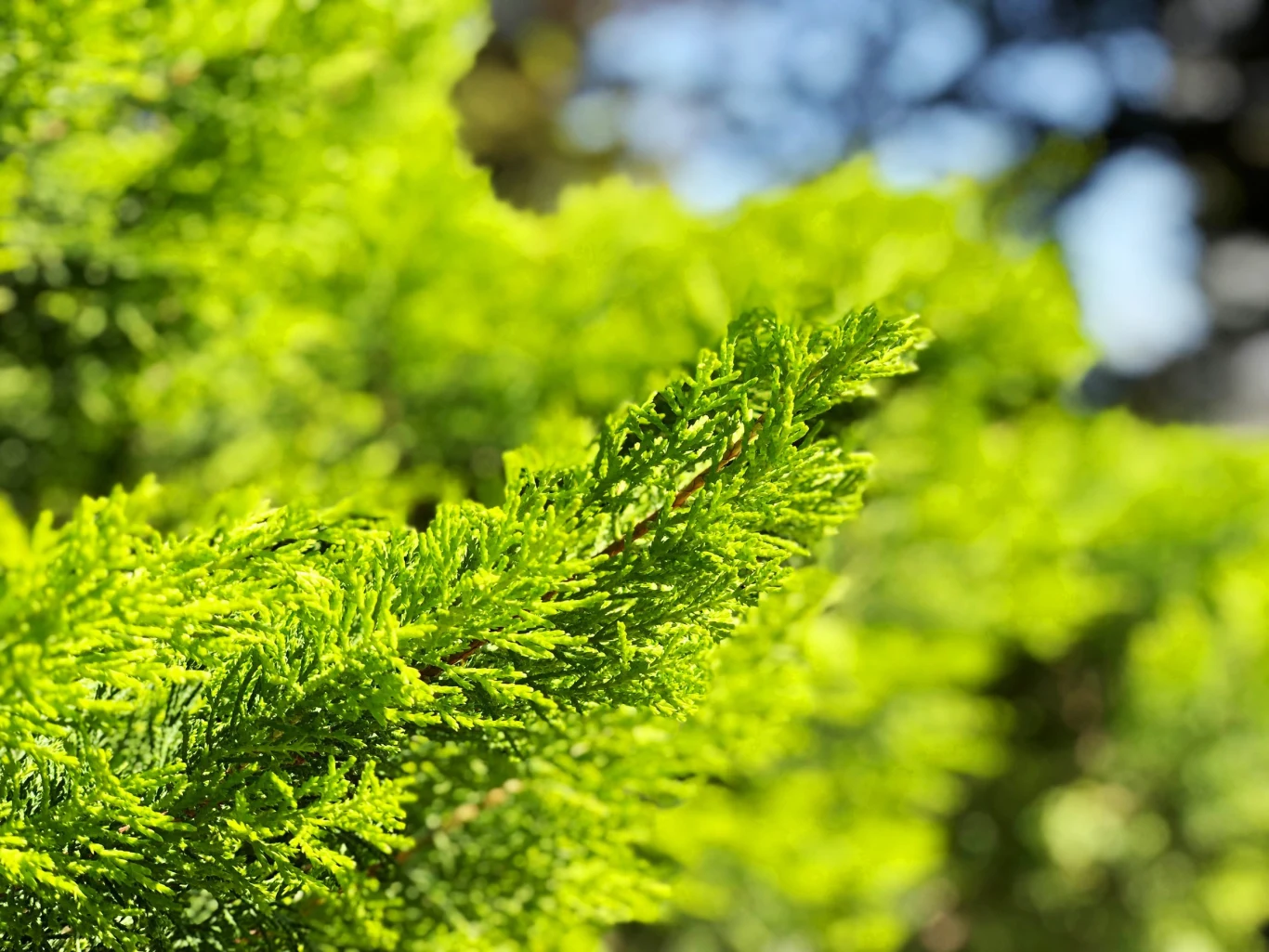 Sadzonki przygotowuje się 10-15-centymetrowych pędów