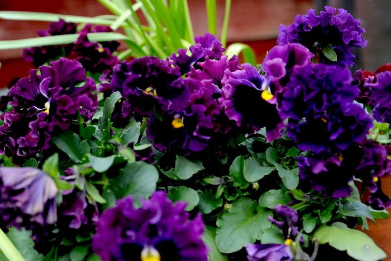 Bratki kwitną od marca aż do października